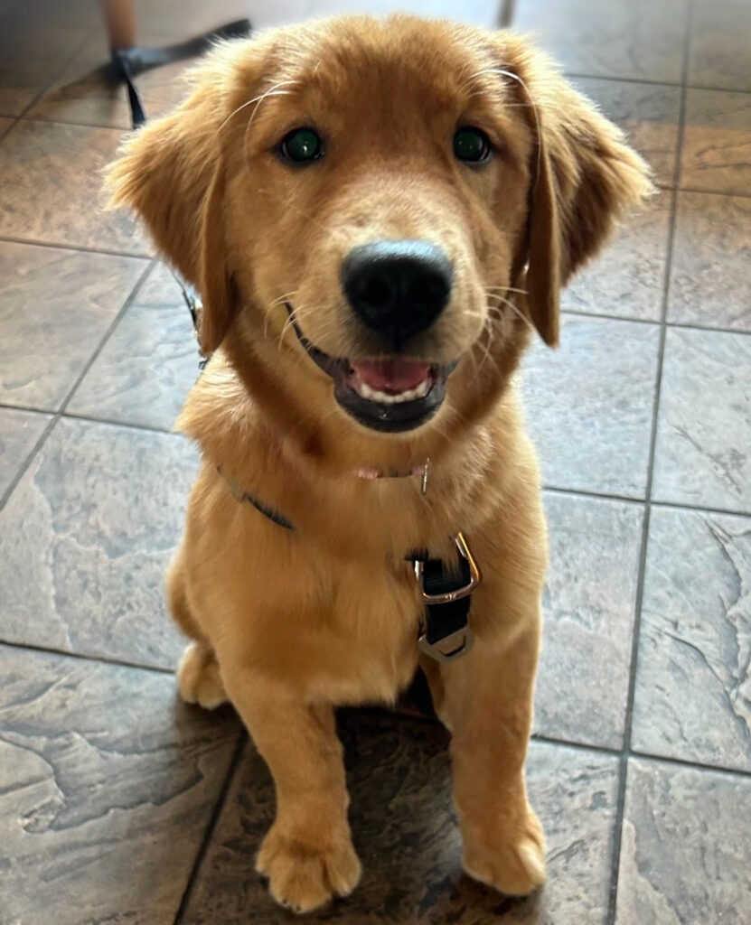 Daisy, AAT (Animal Assisted Therapy Dog)